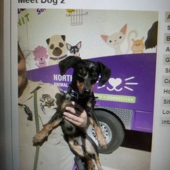 North Bay Animal Services - Meet Dog 2 - Animal Shelters Near Me - Petaluma, California