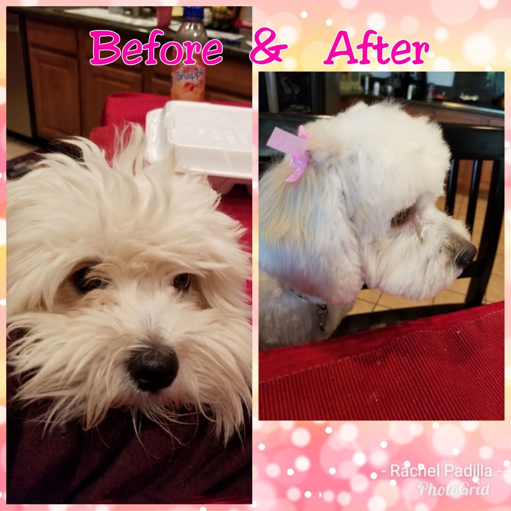 WOOFORIA GROOMING SALON 78 Photos & 94 Reviews Pet Groomers 5710