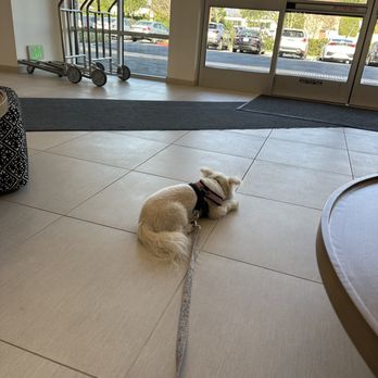 Residence Inn By Marriott - Welcoming lobby pup. Marriott Residence inn, Chatsworth, CA - Hotels & Travel Near Me - CHATSWORTH, California Residence Inn By Marriott - Welcoming lobby pup. Marriott Residence inn, Chatsworth, CA - Hotels & Travel Near Me - CHATSWORTH, California