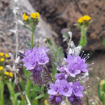 Phacelia Wildlife Sanctuary - Hiking Near Me - Lancaster, California Phacelia Wildlife Sanctuary - Hiking Near Me - Lancaster, California
