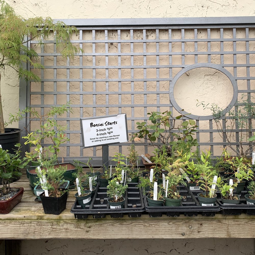 SummerWinds Nursery - Cupertino - Bonsai selection is limited - Nurseries & Gardening Near Me - Cupertino, California SummerWinds Nursery - Cupertino - Bonsai selection is limited - Nurseries & Gardening Near Me - Cupertino, California