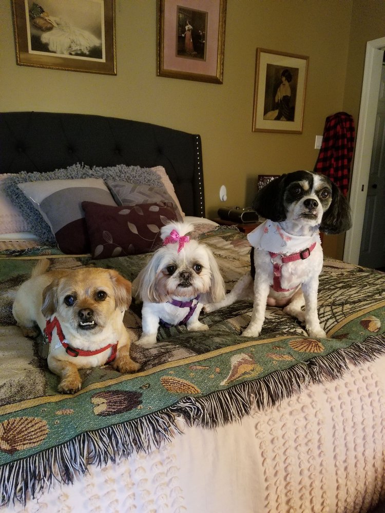 MARY’S GROOMING BOUTIQUE 11 Reviews Pet Groomers 4113 Derry St