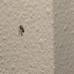 Bugs on walls.
