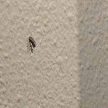 Thai Kitchen - Bugs on walls. - Thai Near Me - Minturn, Colorado