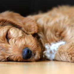 Trained Mini Labradoodle Puppies - Mini Labradoodle Puppies For Sale in Illinois Mini Labradoodle Puppies For Sale in Missouri Mini Labradoodle Puppies For Sale in Tennessee