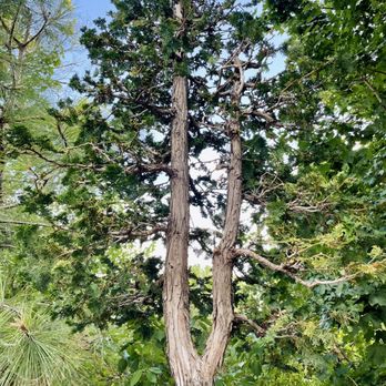Denver Botanic Gardens - Tree - Botanical Gardens Near Me - Denver, Colorado