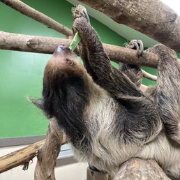 Sloth encounter