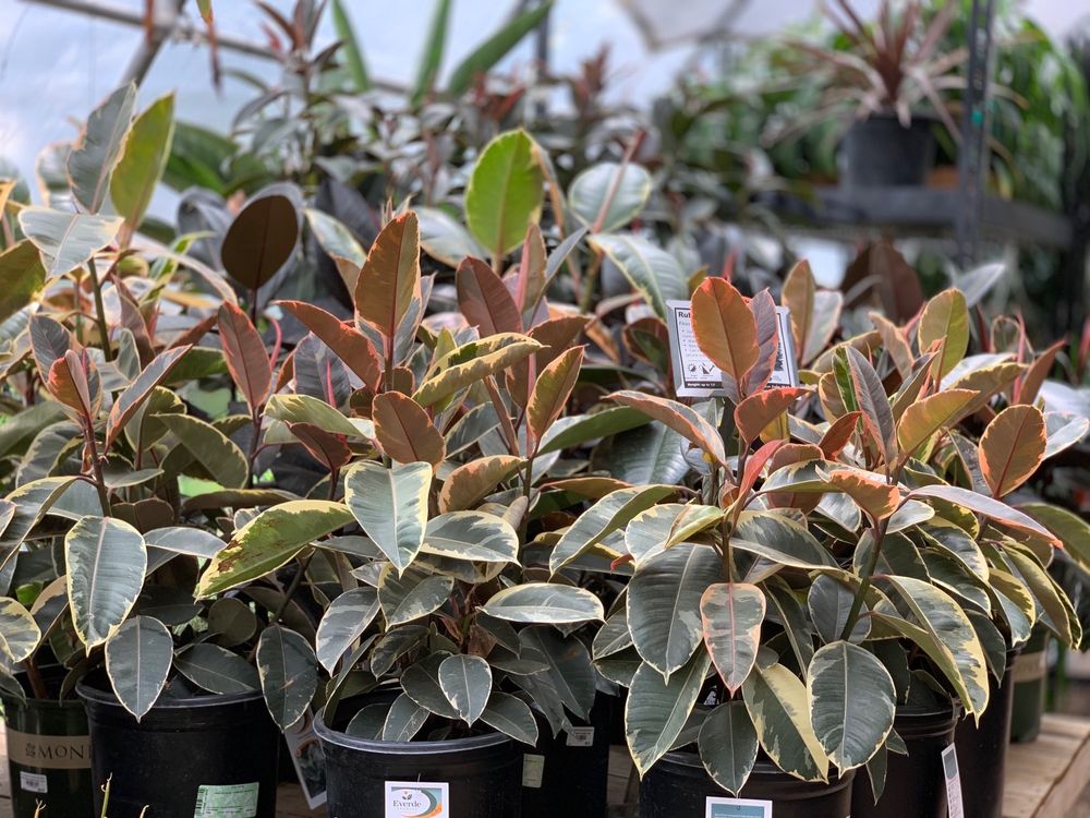 HILL COUNTRY WATER GARDENS & NURSERY 169 Photos & 115 Reviews 1407