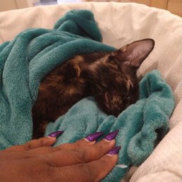 Forest park Hospital killed my Cat didn't say anything and let me take a died animal home!