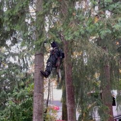 TREE BUSTERS - Kris climbing the Douglas Fir to trim branches
