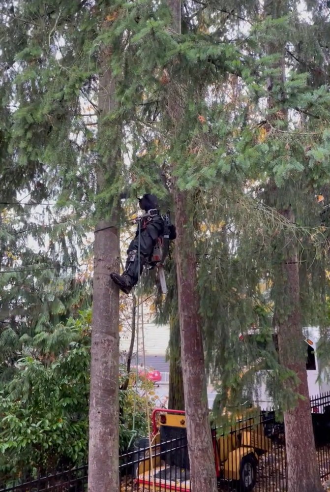 TREE BUSTERS - tree service in Auburn, WA