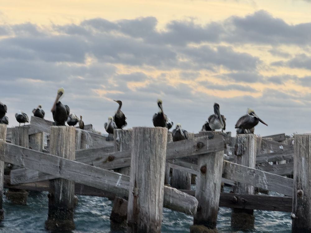Coastal Friends Boat Tours Logo