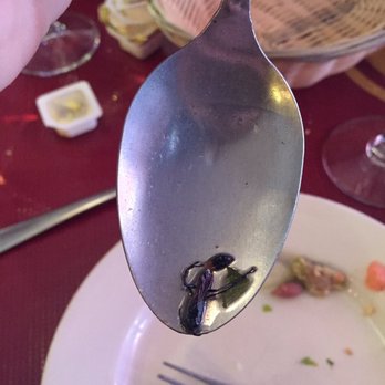 Benito One - Dead wasp found in an order of escarole soup - Italian Near Me - New York, New York Benito One - Dead wasp found in an order of escarole soup - Italian Near Me - New York, New York