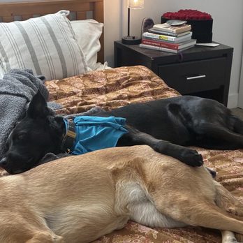 All Paws Animal Clinic - More resting - Veterinarians Near Me - Hesperia, California All Paws Animal Clinic - More resting - Veterinarians Near Me - Hesperia, California