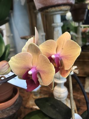 The Bridgehampton Florist by null