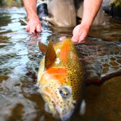Frying Pan Anglers