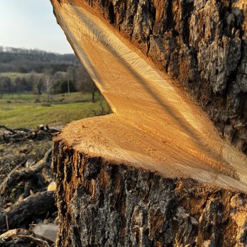 York Family Tree Service - Tree Services Near Me York Family Tree Service - Tree Services Near Me