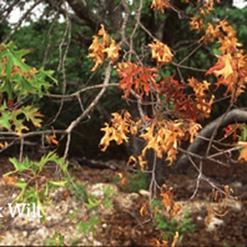 Jody's Tree Service - Oakwilt Prevention - Landscaping Near Me - Temple, Texas