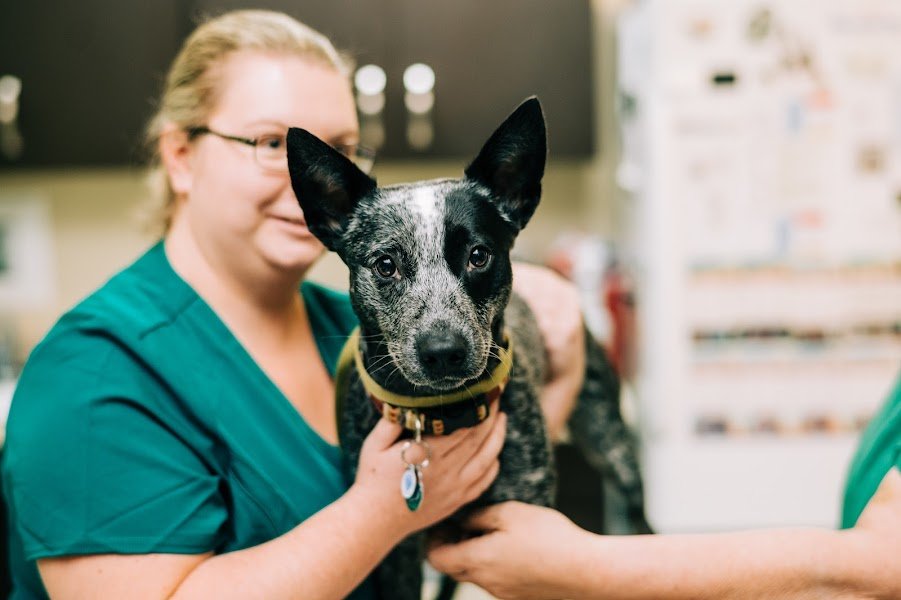 ALL COUNTY ANIMAL HOSPITAL Updated May 2024 645 Ponce De Leon Blvd, Brooksville, Florida