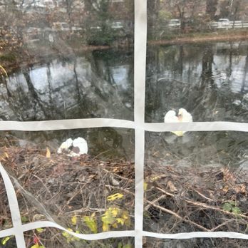 Virginia Cliffe Inn - Swans! - Bed & Breakfast Near Me - Glen Allen, Virginia