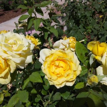 Rose Garden - Botanical Gardens Near Me - El Paso, Texas