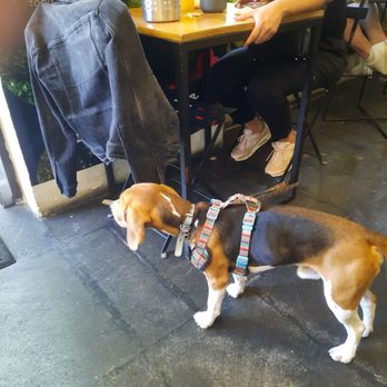 Clara y Ema - Dog friendly - Sandwiches Near Me - Cuidad del Mexico, DIF Clara y Ema - Dog friendly - Sandwiches Near Me - Cuidad del Mexico, DIF