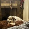Animal Friends of the Valleys gift card