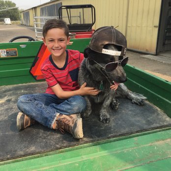 Hart Ranch - My son fell in love with one of John's dogs named Diesel! - Horseback Riding Near Me - Yakima, Washington