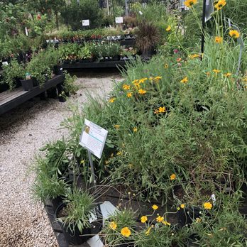 Buchanan's Native Plants - Nurseries & Gardening Near Me - Houston, Texas