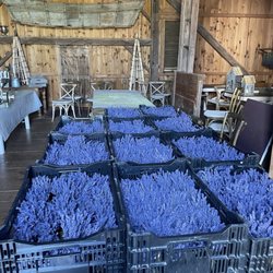 Star Bright Farm - Lavender ready to be dried and sold