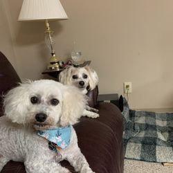 EarthWise Pet Supply & Grooming Newton