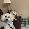 EarthWise Pet Supply & Grooming Newton gift card