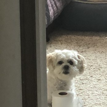 Dog Holliday Grooming - When you get caught with the roll - Pet Groomers Near Me - Englewood, Colorado Dog Holliday Grooming - When you get caught with the roll - Pet Groomers Near Me - Englewood, Colorado