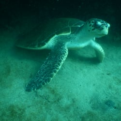 Camayan Divers