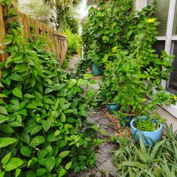 Cathy's Garden and Landscape Maintenance