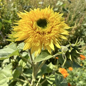 Topaz Farm - Farmers Market Near Me - Portland, Oregon