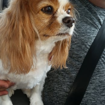 BoneVoyage Pet Resort - Pet Sitting Near Me - Galveston, Texas BoneVoyage Pet Resort - Pet Sitting Near Me - Galveston, Texas