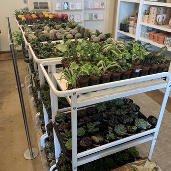 The Succulent Shop - The plant selection! - Flowers & Gifts Near Me - Broken Arrow, Oklahoma