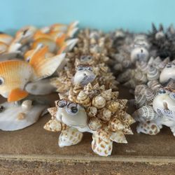 The Shell Shop - Of course I took him home
