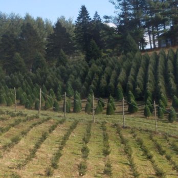 Mistletoe Meadows - Growing future Christmas trees! - Christmas Trees Near Me - Laurel Springs, North Carolina Mistletoe Meadows - Growing future Christmas trees! - Christmas Trees Near Me - Laurel Springs, North Carolina
