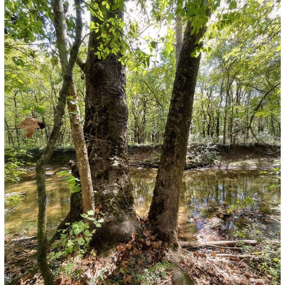 Chickasaw Trace Park - Parks Near Me - Columbia, Tennessee Chickasaw Trace Park - Parks Near Me - Columbia, Tennessee
