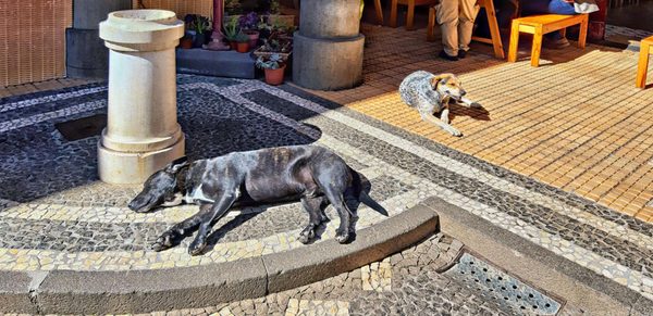 Mercado dos Lavradores (farmers' market) by null