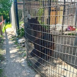 Bear Den Zoo And Petting Farm - Bear