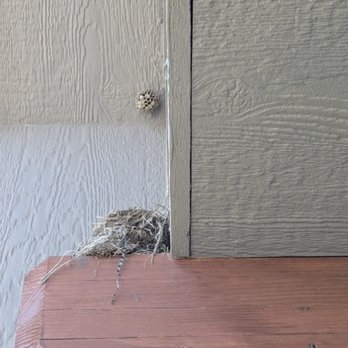 Dahl House Pest Control - Wasp nests start in the early spring, if left unchecked you'll have to dodge them every time you're outside - Pest Control Near Me - Spokane , Washington Dahl House Pest Control - Wasp nests start in the early spring, if left unchecked you'll have to dodge them every time you're outside - Pest Control Near Me - Spokane , Washington