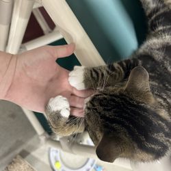 Cozy Cat Cottage Adoption Center - The cat I adopted