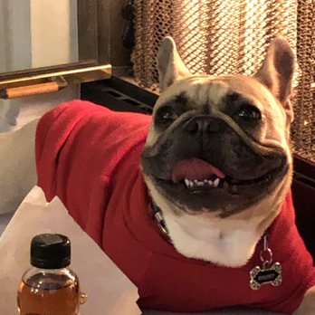 Got Paws Pet Care - Happy French Bulldog got extra medical care following neck surgery. - Dog Walkers Near Me Got Paws Pet Care - Happy French Bulldog got extra medical care following neck surgery. - Dog Walkers Near Me