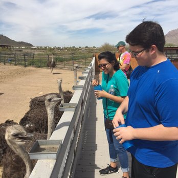 Rooster Cogburn Ostrich Ranch - Petting Zoos Near Me - Picacho, Arizona Rooster Cogburn Ostrich Ranch - Petting Zoos Near Me - Picacho, Arizona