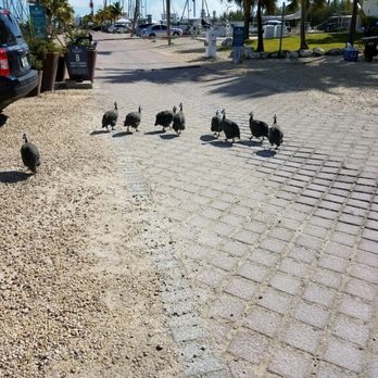 DeLuna's cafe - Guinea hens walking around outside - Food Trucks Near Me - Stock Island, Florida DeLuna's cafe - Guinea hens walking around outside - Food Trucks Near Me - Stock Island, Florida