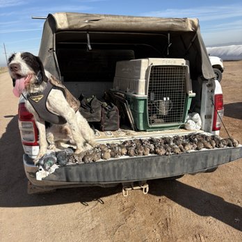 Double Aces Kennels - Doc on tailgate (GWP) and poach in kennel with three man dove limit! - Pet Training Near Me - Norco, California