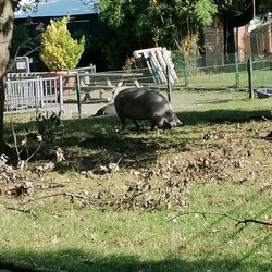 Rembrandtpark - Schwein im Kinderbauernhof